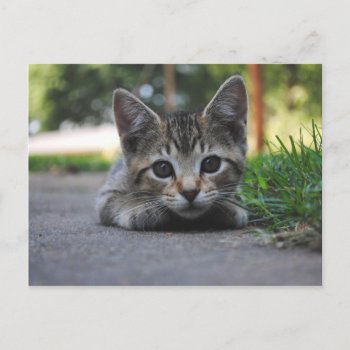 Sweet Kitten Post Card by AllyJCat at Zazzle