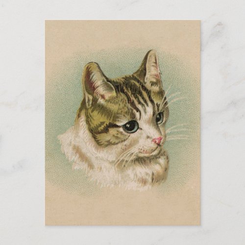 Sweet Kitten Postcard