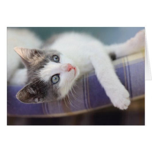 Sweet Kitty In Plaid Bed Cards (Front Horizontal)