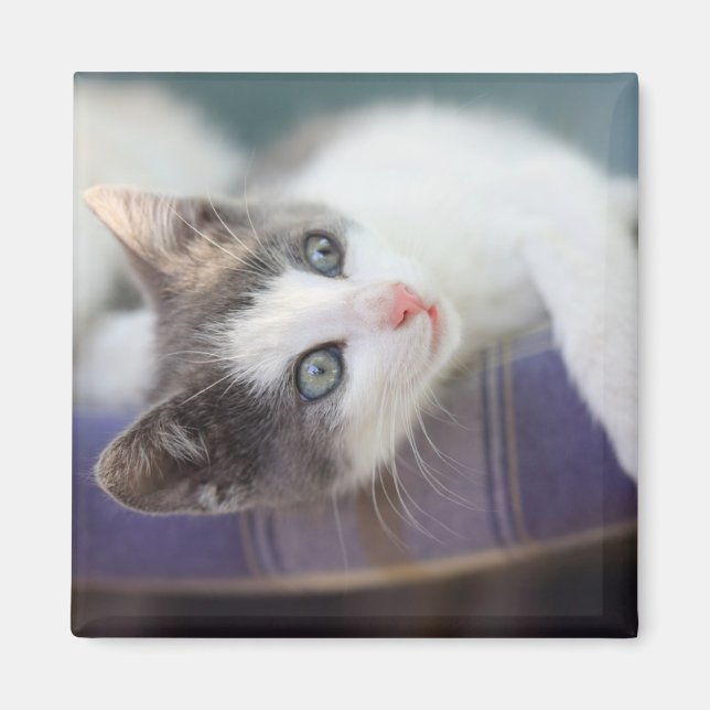 Sweet Kitty In Plaid Bed Magnet (Front)