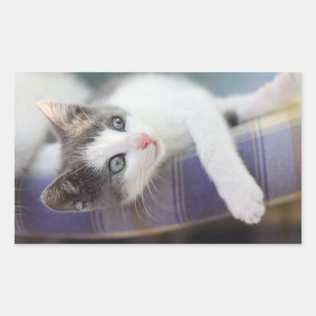 Sweet Kitty In Plaid Bed Rectangular Sticker (Front)