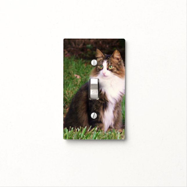 Sweet kitty, light switch. light switch cover (In Situ)