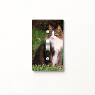 Sweet kitty, light switch. switch cover