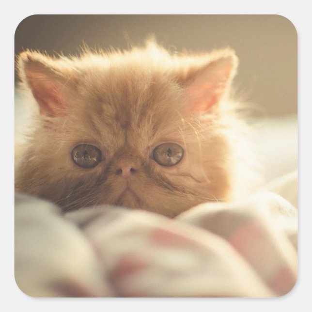 Sweet kitty stay warm square sticker (Front)