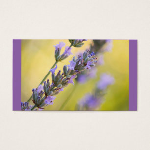 Sweet lavender