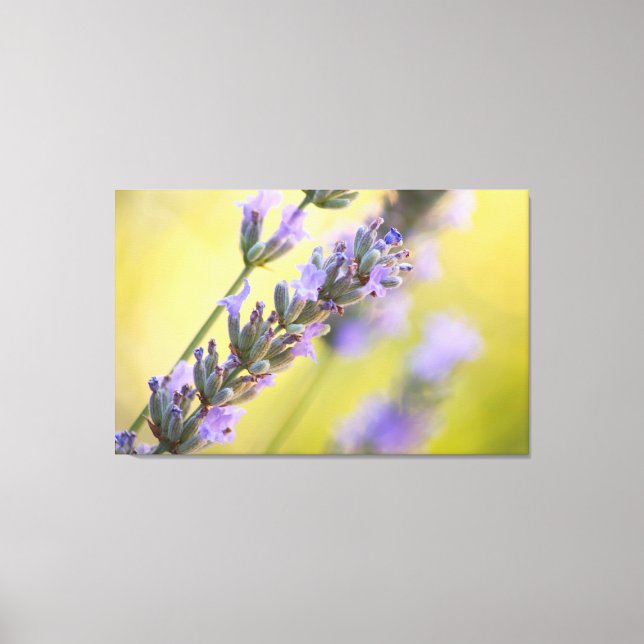 Sweet lavender canvas print (Front)