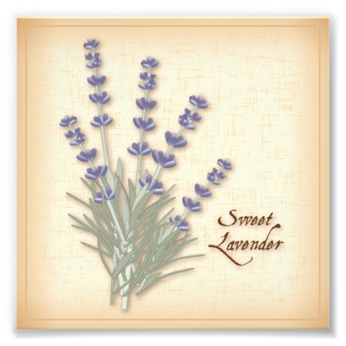 Sweet Lavender Photo Print