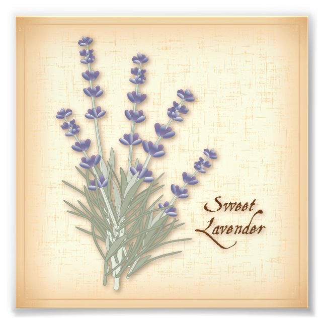 Sweet Lavender Photo Print (Front)