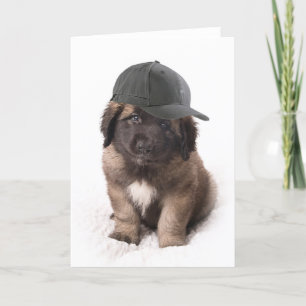 Sweet Leonberger dog puppy with a cap Card