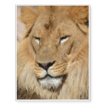 Sweet Lion Temporary Tattoos