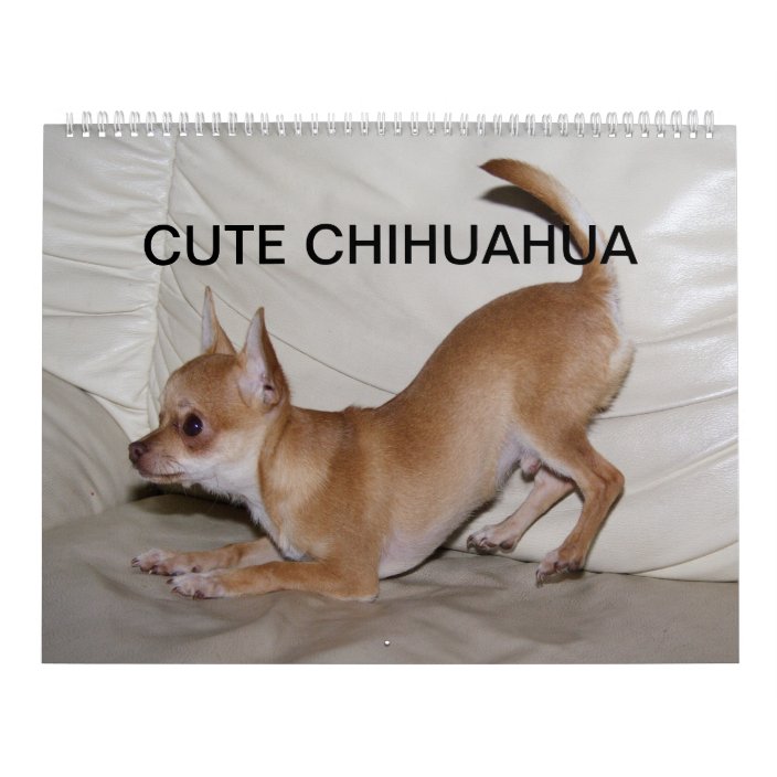 Sweet Little Chihuahua 2021 Calendar Zazzle Com