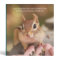 Sweet Little Chipmunk Photo Album