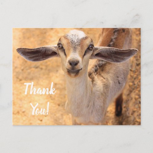 Sweet Little Goat Thank You Postcard