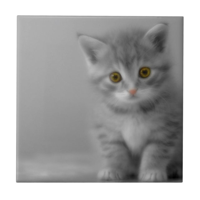 Sweet Little Kitten Ceramic Tile (Front)