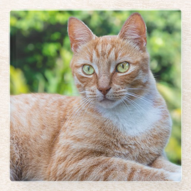 Sweet little kitty glass coaster (Front)