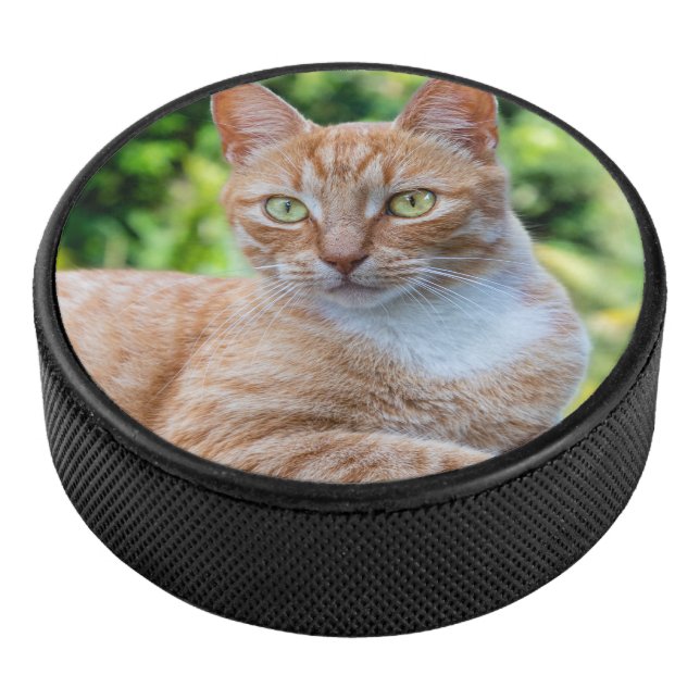 Sweet little kitty hockey puck (3/4)