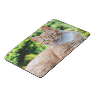 Sweet little kitty iPad mini cover