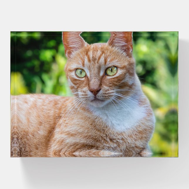 Sweet little kitty paperweight (Front)