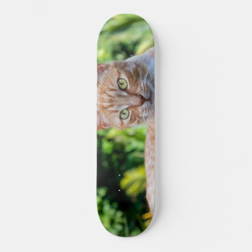 Sweet little kitty skateboard