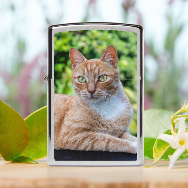 Sweet little kitty Zippo Lighter (On Table)