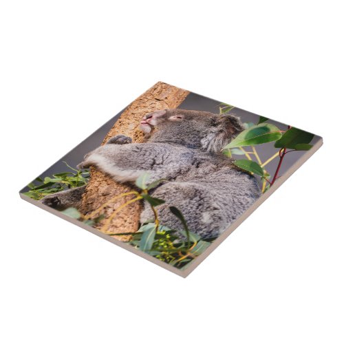 Sweet little koala ceramic tile