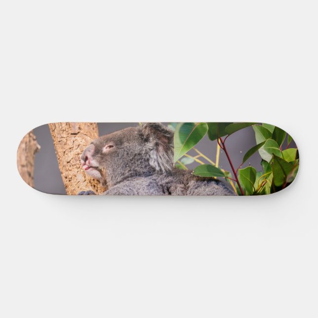 Sweet little koala skateboard (Horz)