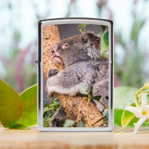 Sweet little koala zippo lighter