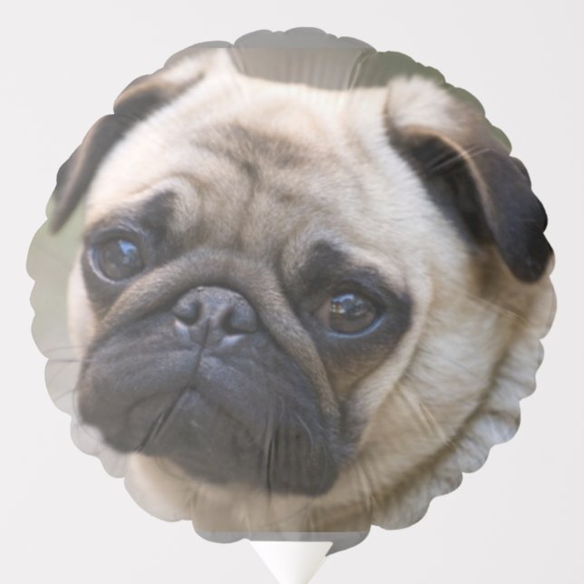 Sweet little Pug Balloon (Front)