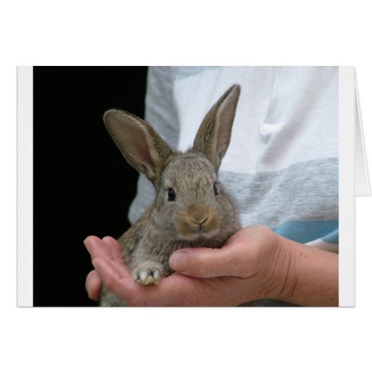 sweet little rabbit (Front Horizontal)