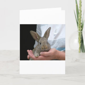 sweet little rabbit card
