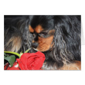 Sweet Love Cavalier King Charles Spaniel Cards (Front Horizontal)