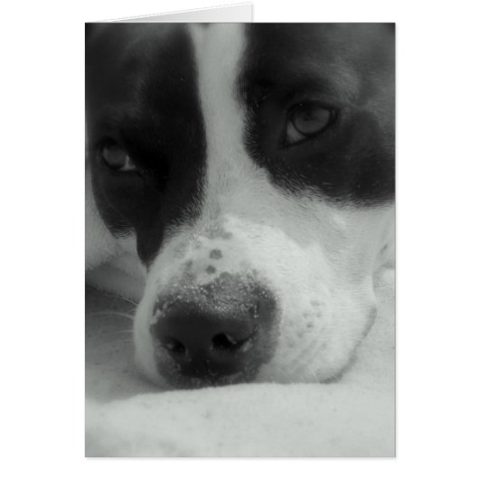 Sweet Maggie (Front)