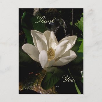 Sweet Magnolia Blossom Postcard by DanceswithCats at Zazzle
