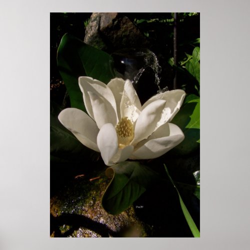 Sweet Magnolia Blossom Poster