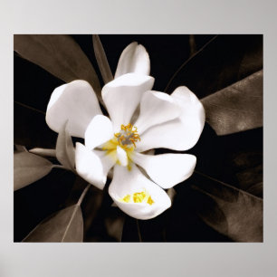 Sweet Magnolia Poster