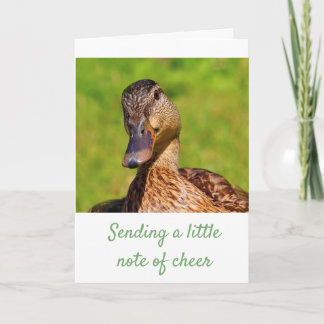 Sweet Mallard Duck Get Well Card