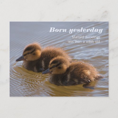 Sweet mallard ducklings CC0146 Born yesterday Postcard