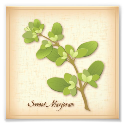 Sweet Marjoram Herb Photo Print
