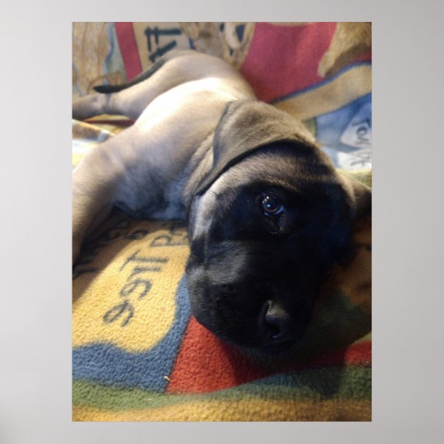 Sweet Mastiff Puppy Poster (Front)