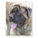 Sweet Mastiff Temporary Tattoos