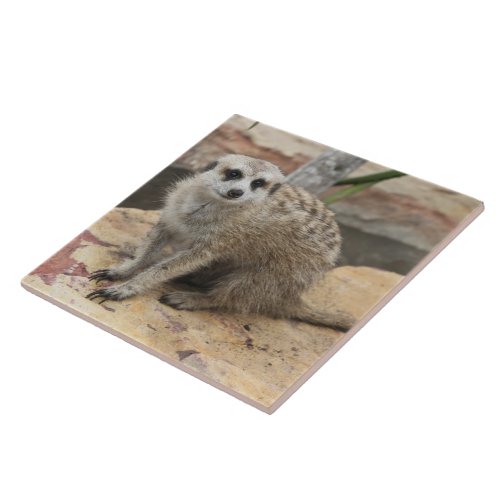 Sweet Meerkat Photo Ceramic Tile