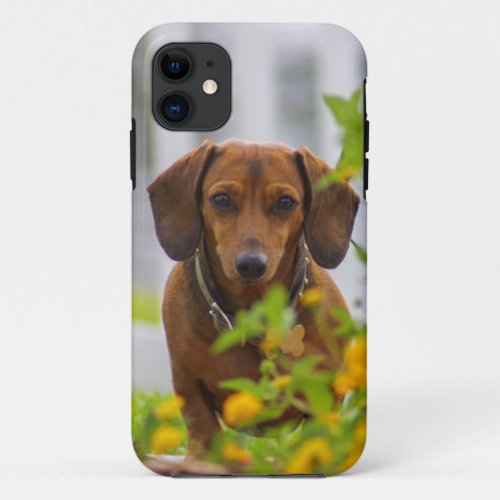 Sweet Mini Red Dachshund iPhone 11 Case