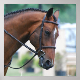 Sweet Morgan Horse Poster | Zazzle
