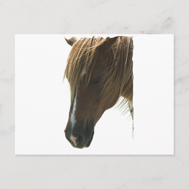 Sweet Mustang Horse Postcard (Front)