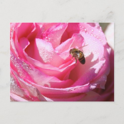 Sweet Nectar after a Light Rain Shower Flower Bee Postcard