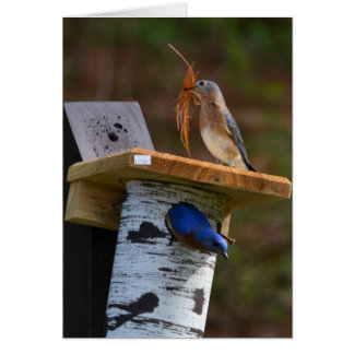 Sweet nesting bluebirds cards