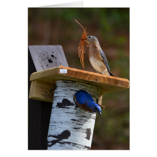 Sweet nesting bluebirds cards (Front)