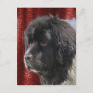 Sweet Newfoundland Dog Face Postcard