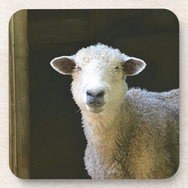 Sweet Ole Sheep Drink Coaster (Front)