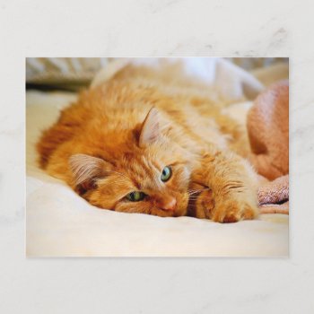 Sweet Orange Cat Postcard by catherinesherman at Zazzle